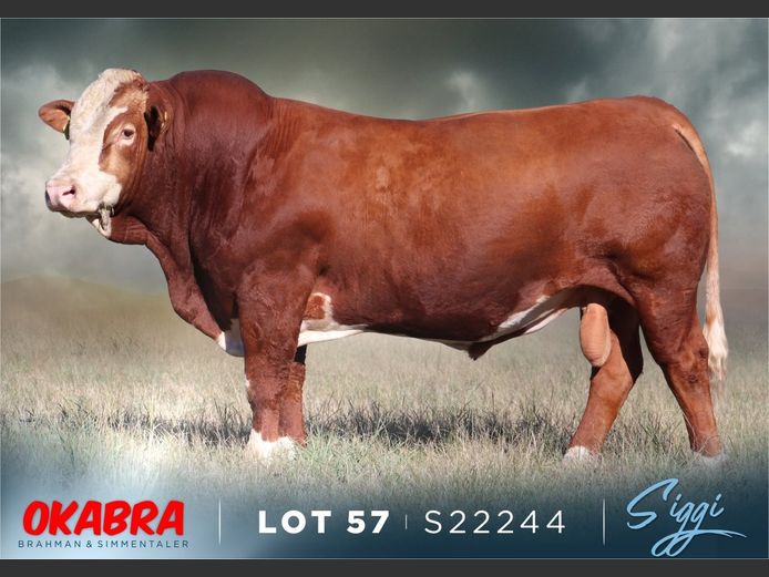 S22244 | OKASIM SIMMENTALERS