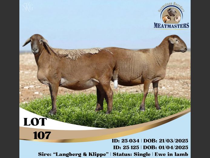 25-034DPIV | 25-125DPIV | SAAMSTAAN BOERDERY MEATMASTERS
