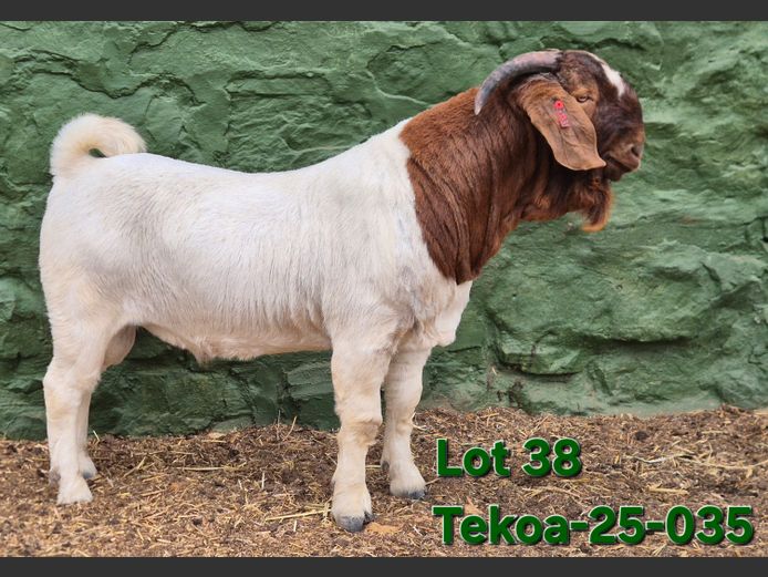 1673 250035 | Tekoa Boerbokstoet 