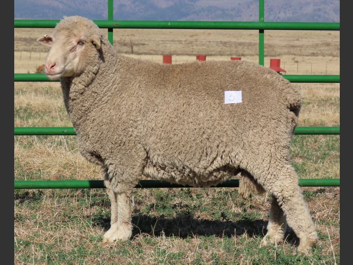 69 | Rooipoort Poenskop Merinos                

