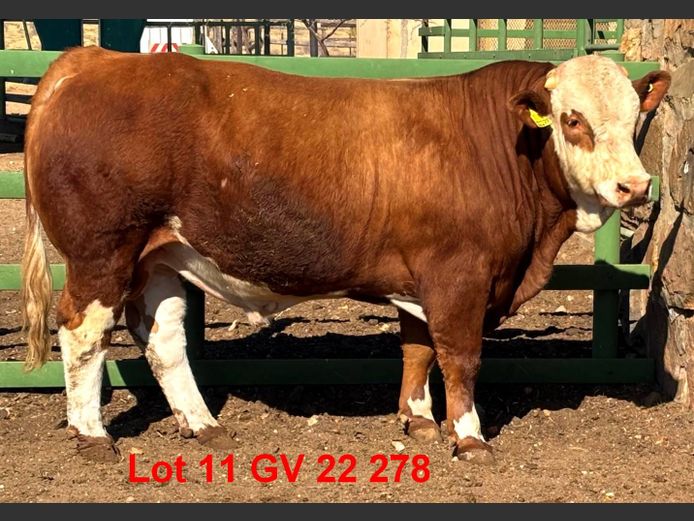 GV22278 | VOIGTLAND SIMMENTALER