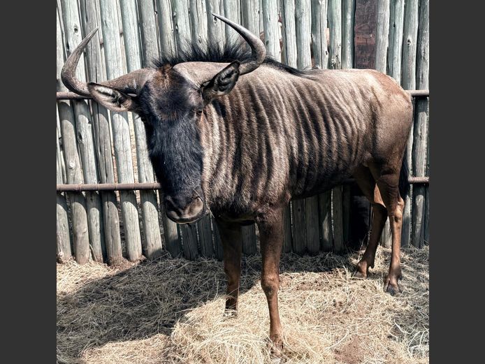 Blouwildebees Bul
