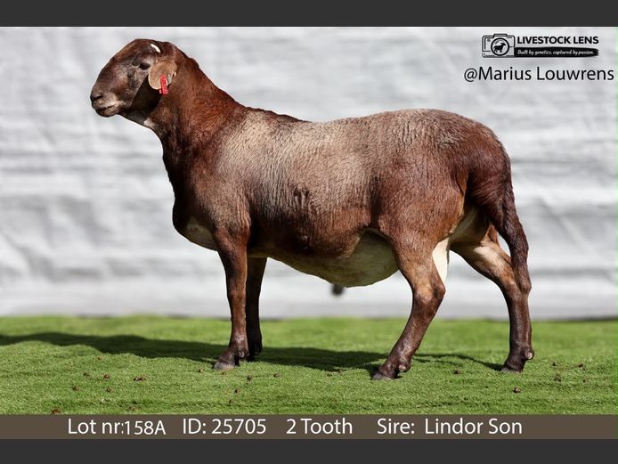 25705 | Marius Louwrens Meatmasters