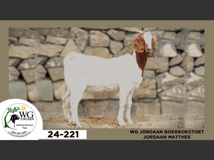 24-221  |  Jordaan Matthee - WG Jordaan Boerbokstoet