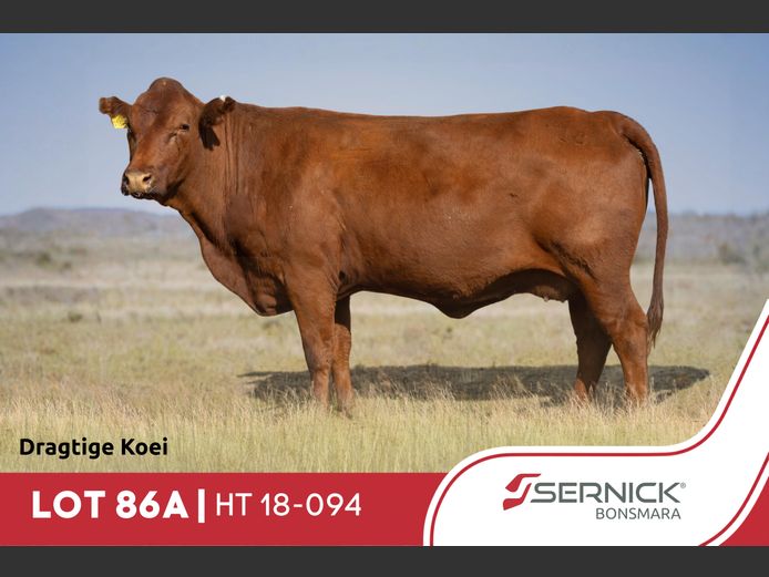 HT 180094 | SERNICK BONSMARA STOET