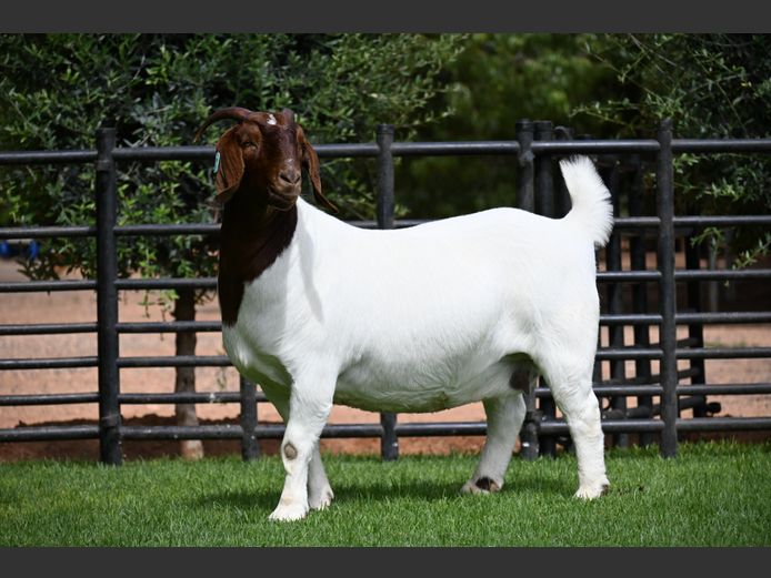 776230226 | Nico Botha Boerbokstoet