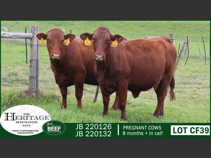 Commercial Animals | Just Beef