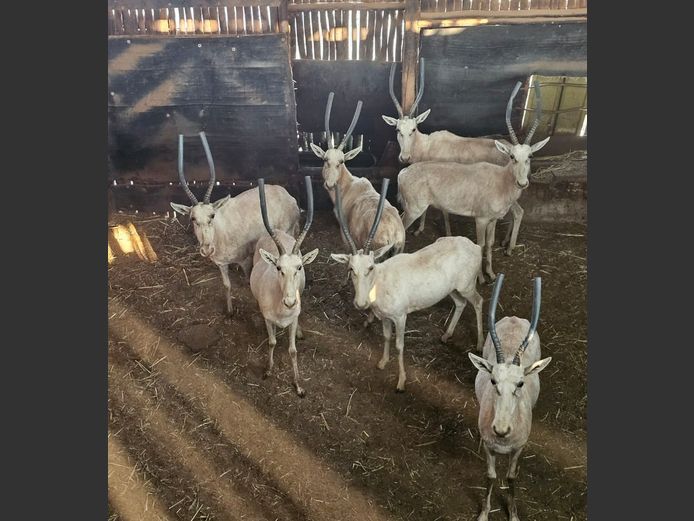 WHITE BLESBUCK | HELICON