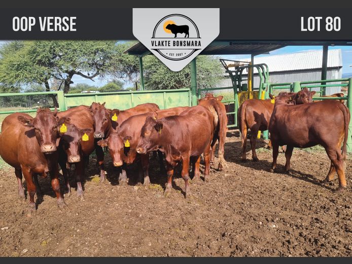 Commercial Animals | Somerhoek Bonsmaras
