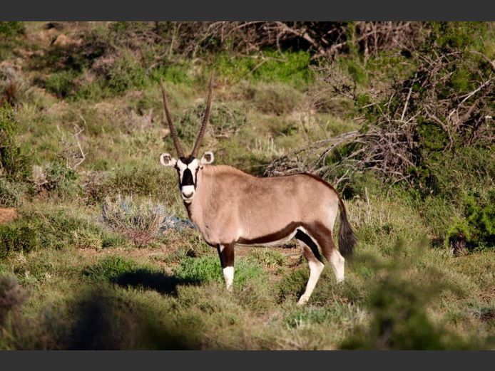 Gemsbok Mixed | SANParks - Mokala National Park