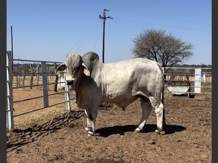 23-0481U | SAVANNAH BRAHMAN