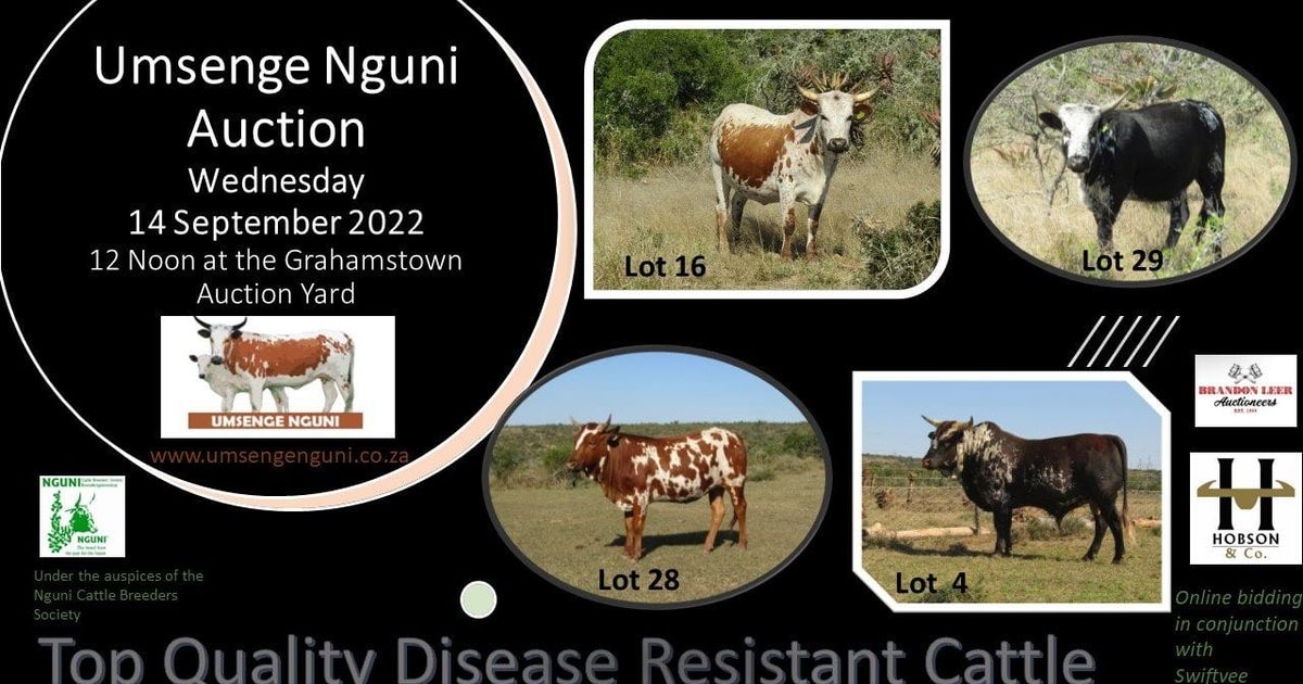 UMSENGE NGUNI AUCTION | SwiftVEE | South Africa’s Leading Online ...