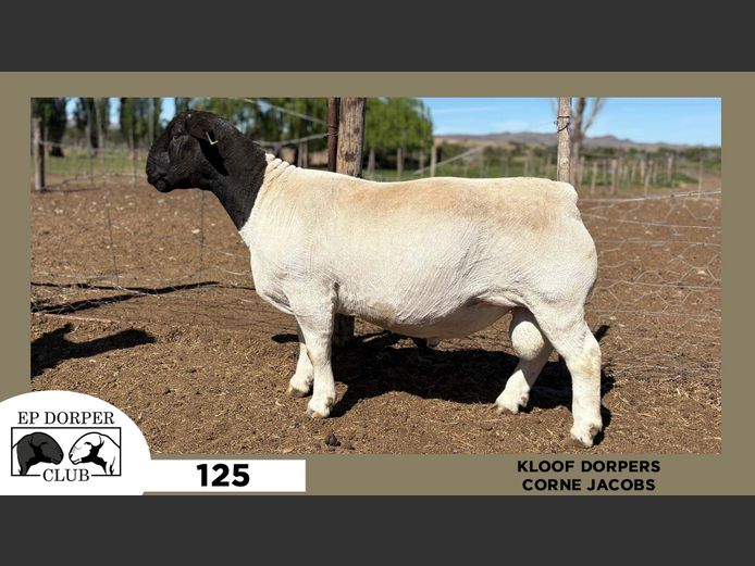 125  |  CORNE JACOBS - KLOOF DORPERS
