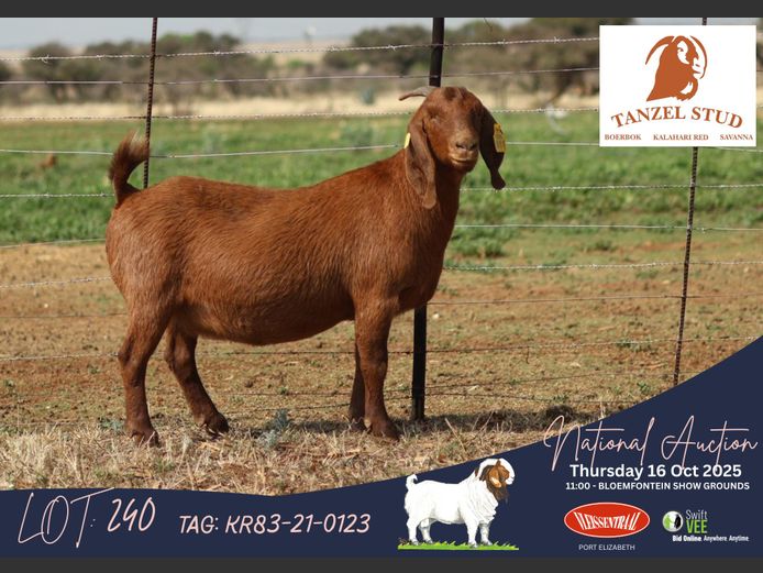 KR83-21-123 | Theunis Nel (Tanzel)