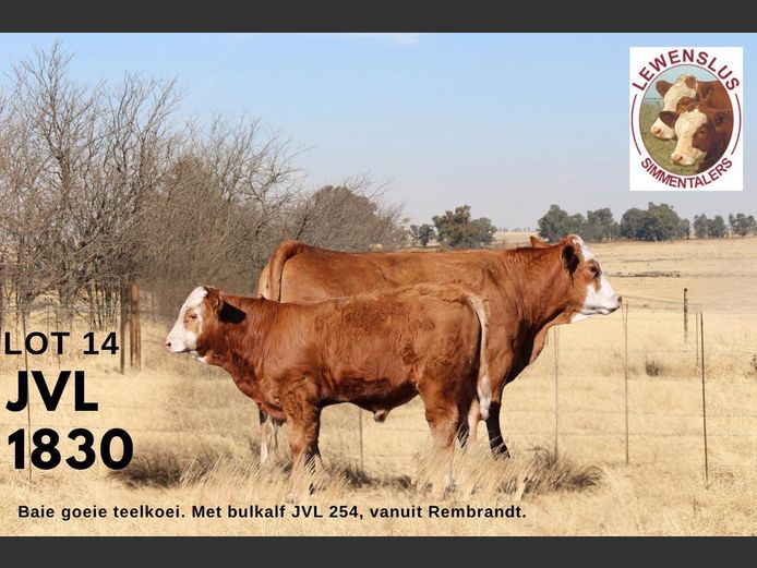 JVL1830 | JSH VAN DER LINGEN