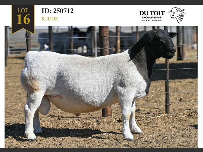 250712 | DU TOIT DORPERS