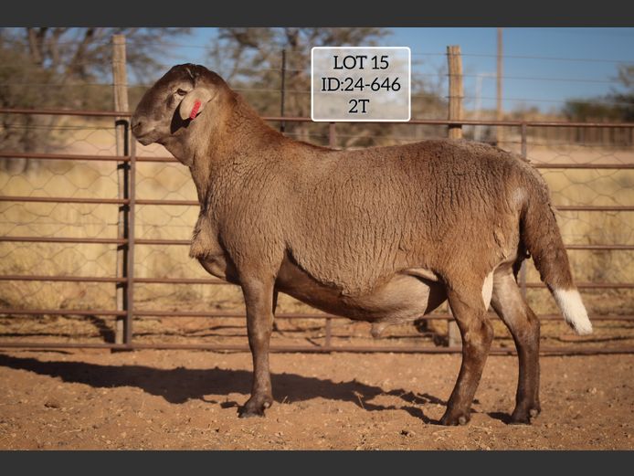 MAKKA LOUWRENS | 24-0646