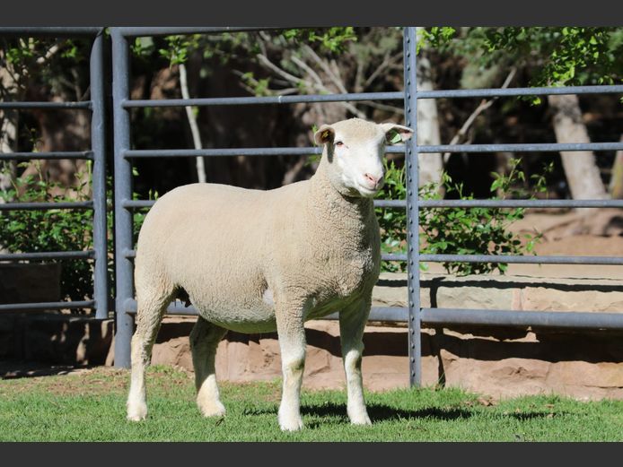 HE 240247 | EKSTEEN’S HATARI DORMER STUD