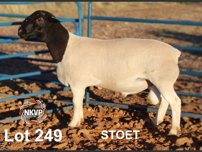 2052250054 | MNR. LOUIS VAN RENSBURG, H/A LEEUPUT TRUST