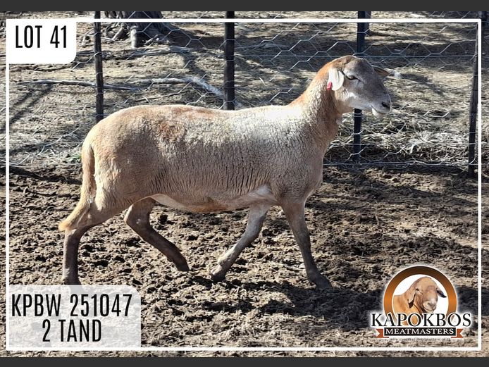 KPBW251047 | Kapokbos Meatmasters