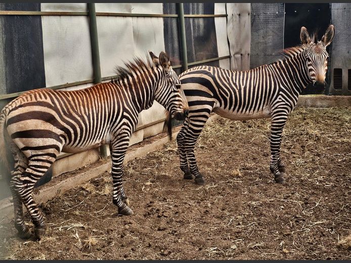 HARTMAN ZEBRA | COLOMBIA