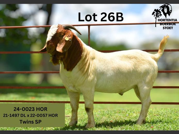 24-0023HOR | HORTENTIA BOERBOK STOET