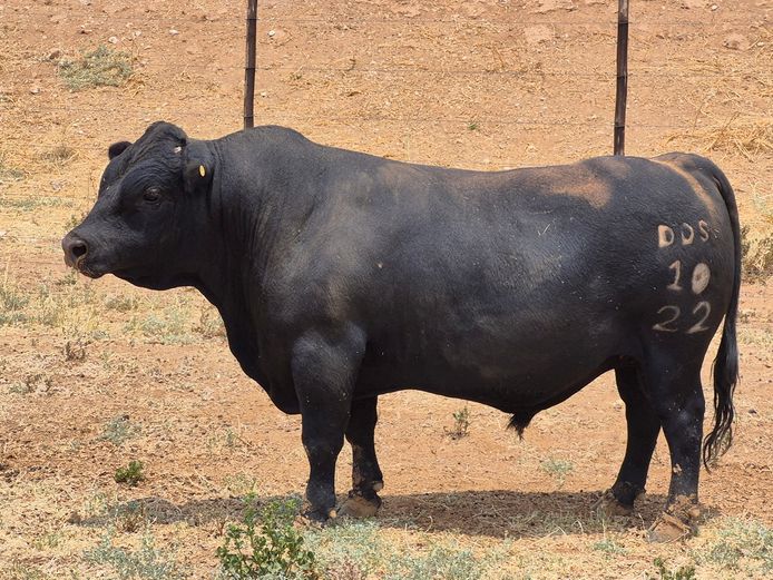 22-0010DDS | DANE DEXTER STUD