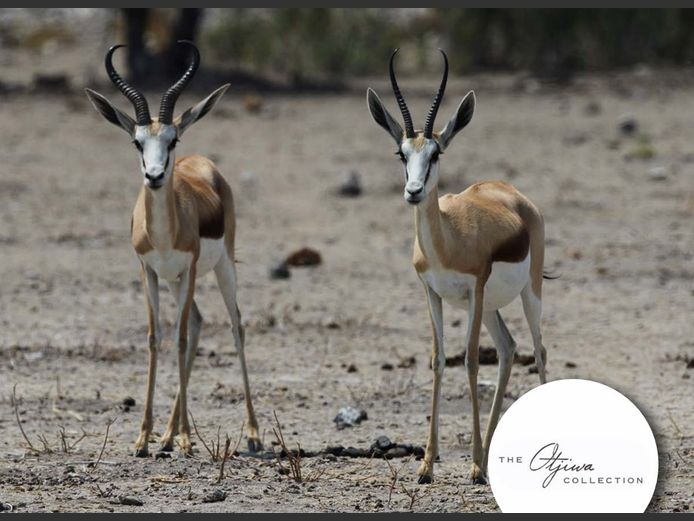 Springbok Rams 15”+ Female 11”+ | WATERBERG PLATO GAME BREEDERS