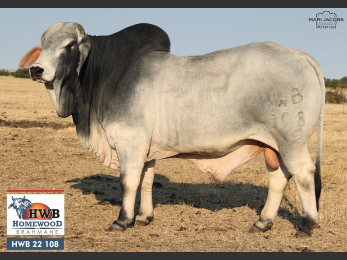 HWB22108 | HOMEWOOD BOERDERY PTY LTD