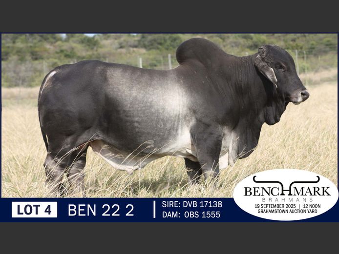 BEN222 | NO 8 CATTLE COMPANY