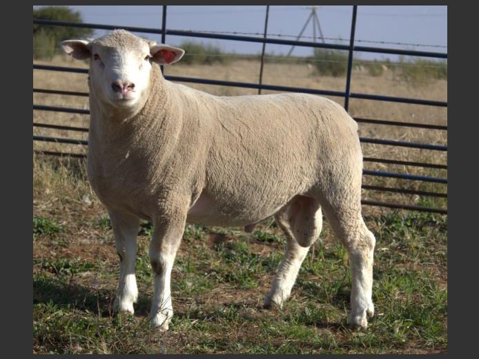 CJW 250005 | CJW BOERDERY