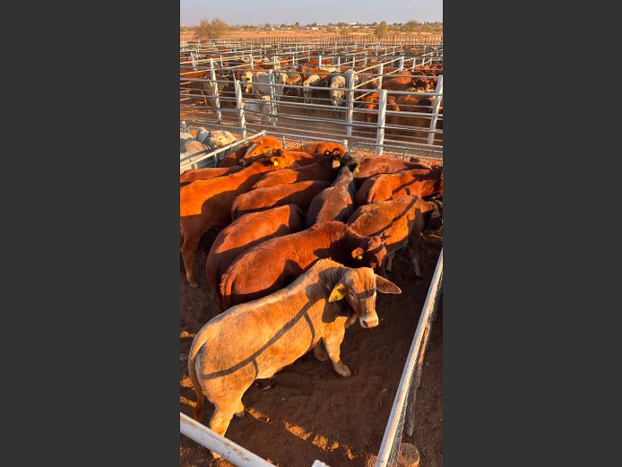 AGRA MARIENTAL WEANER AUCTION
