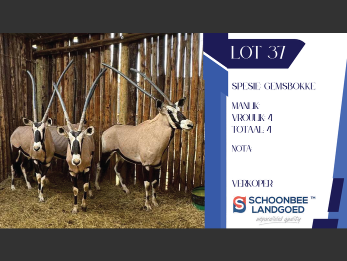 GEMSBOKKE | SCHOONBEE LANDGOED