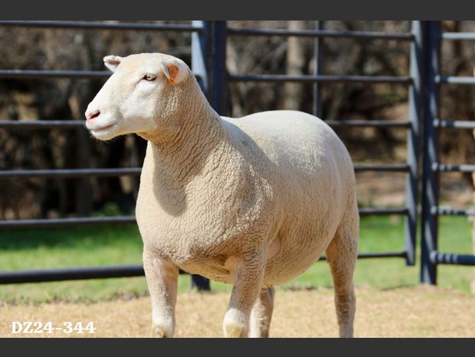 DZ 240344 | 2 STEYNS BOERDERY