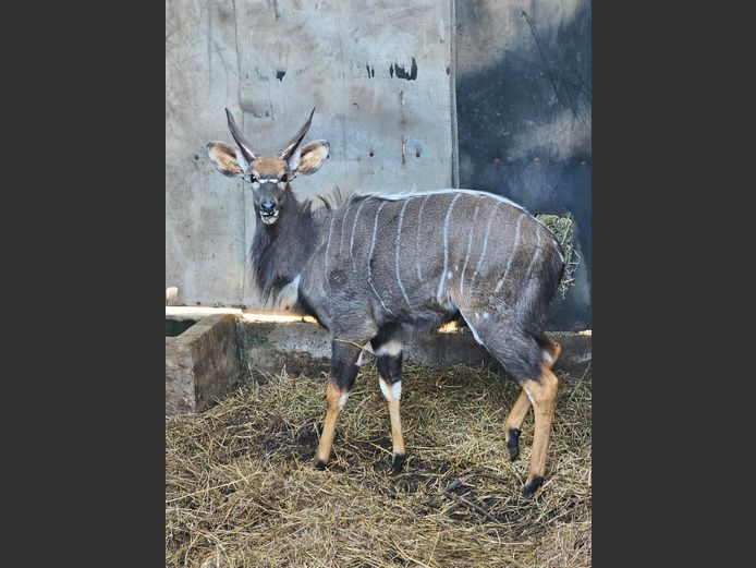NYALA | GHOST TRADING