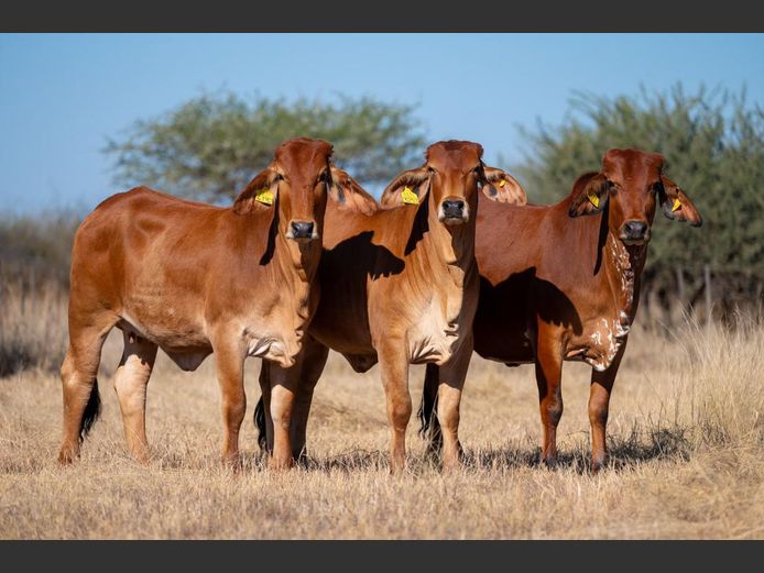 COMMERCIAL FEMALES | WAVERLY BRAHMAN
