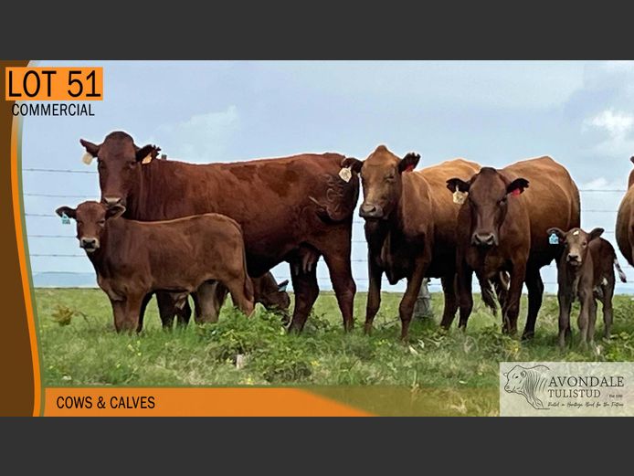 Commercial Animals | AVONDALE TULI