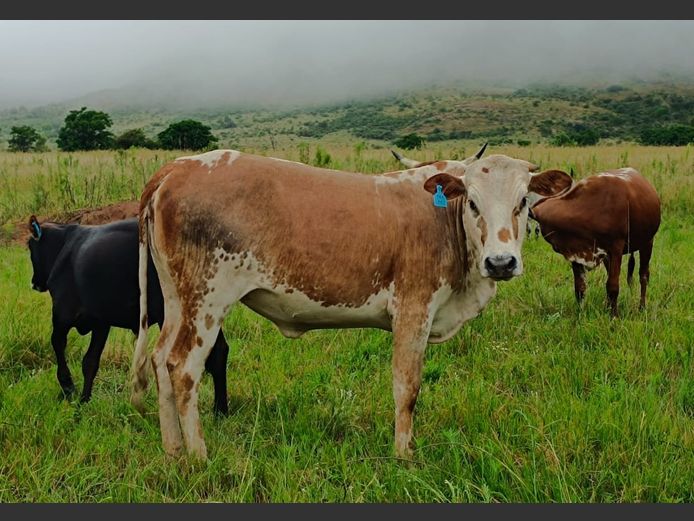 Commercial Animals | DAISIEBOO FARMS (Pty) Ltd