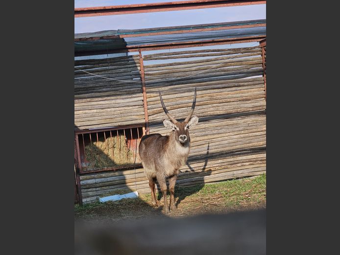WATERBOK BUL