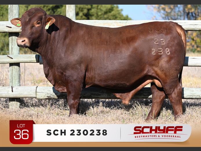 SCH 230238