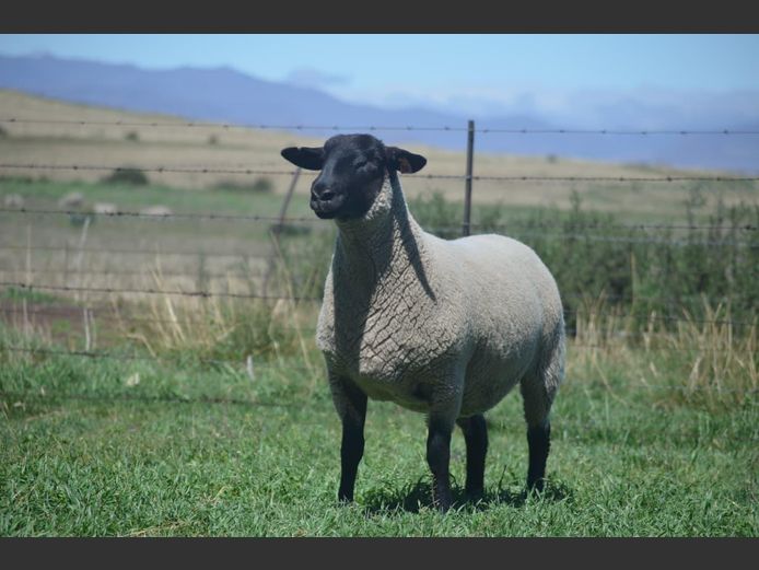 301 240310 | TWEESEUNS