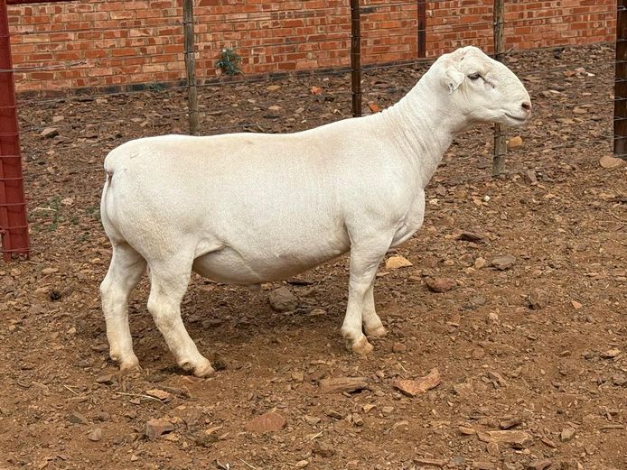 CJ Coetzee Witdorpers