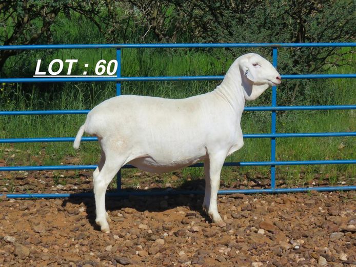 34 25 0062 | Louis v Rensburg h/a Leeuput Trust