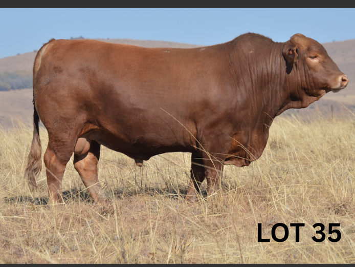 PM23 357 | Muirfontein Beefmasters