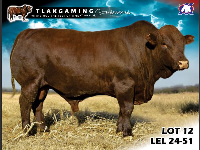LEL240051 | LEE & SON