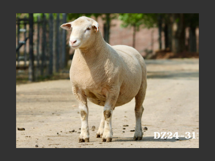 DZ 240311 | 2 STEYNS BOERDERY