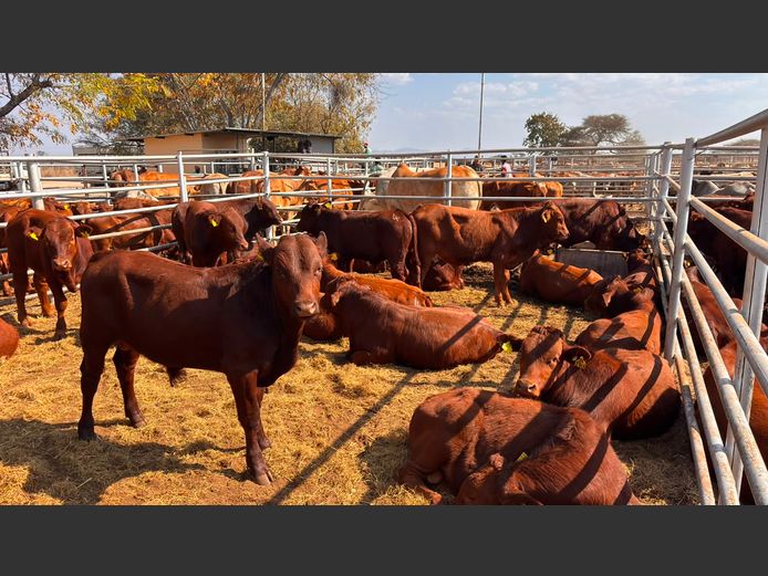 AGRA GROOTFONTEIN WEANER AUCTION