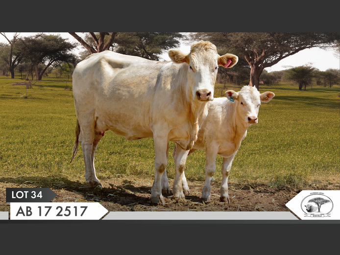 AB 172517 | YARI STUD