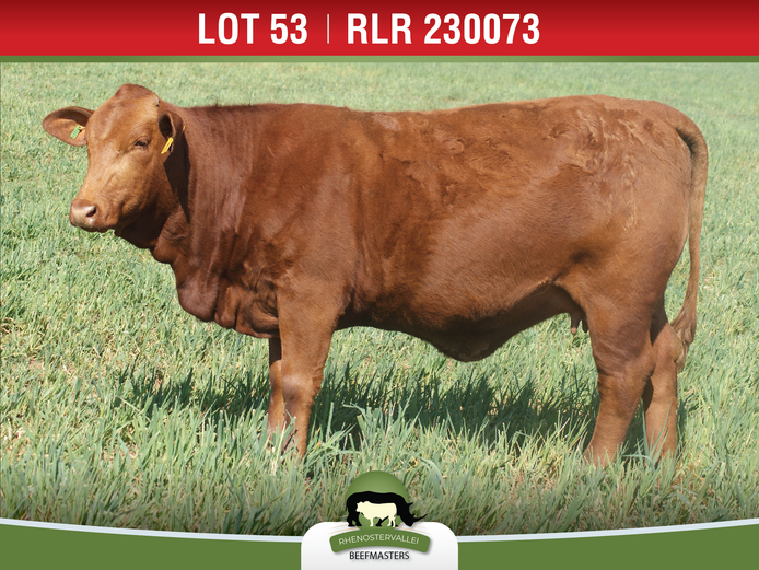 RLR 230073 | J.H. MEYER