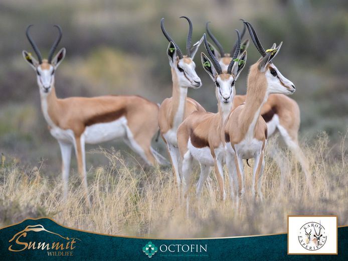 13"+ DAMARA SPRINGBOK EWES RW 20"+ RAMS